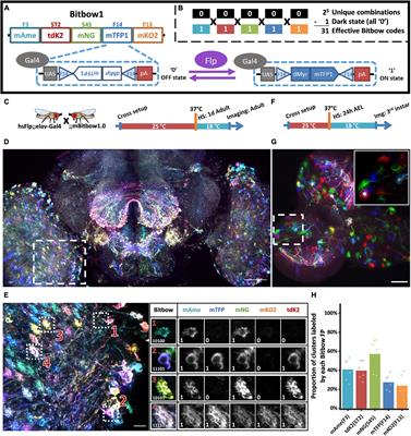 Bitbow Enables Highly Efficient Neuronal Lineage Tracing and Morphology Reconstruction in Single Drosophila Brains